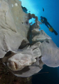   frogfish hiding sponge wall Balicasag Island Philippines  
